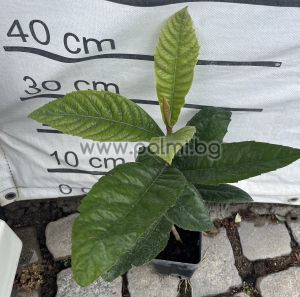 Японска мушмула