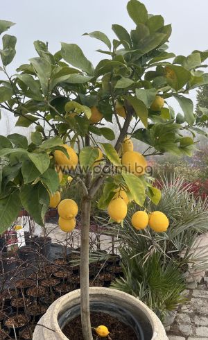 Zitronenbäumchen 'Lunario'