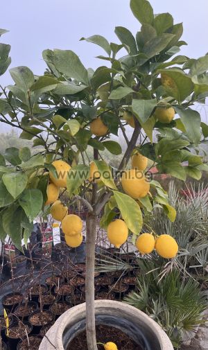 Zitronenbäumchen 'Lunario'