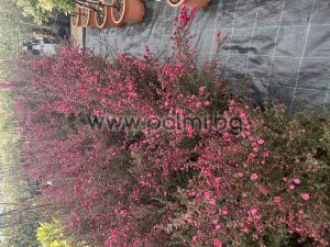 Südseemyrte Red Damask