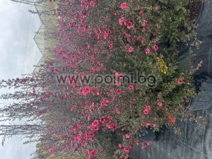 Südseemyrte Red Damask