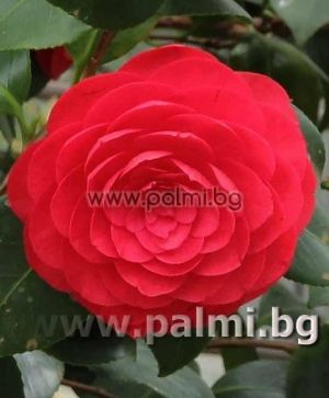 Камелия Mrs. Charles Cobb’ ( Дървовидна)