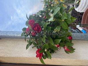 Камелия Mrs. Charles Cobb’ ( Дървовидна)