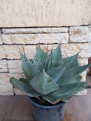 Agave, Agave ‘Pygmaea Dragon Toes