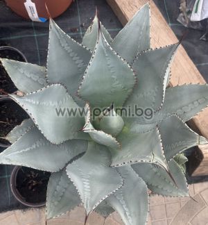 Agave, Agave ‘Pygmaea Dragon Toes