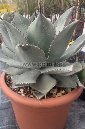 Agave, Agave ‘Pygmaea Dragon Toes