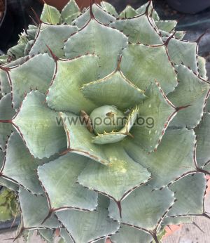 Агаве ‘Kichijokan’ , Столетник