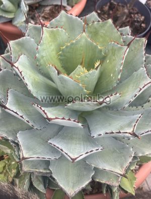 Агаве ‘Kichijokan’ , Столетник