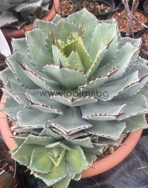Агаве ‘Kichijokan’ , Столетник