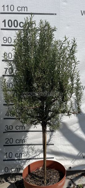 Rosemary