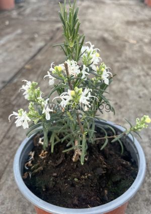 Розмарин бял,Rosmarinus officinalis, white