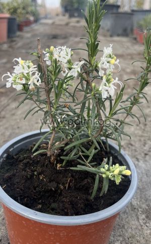 Розмарин бял,Rosmarinus officinalis, white