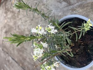 Rosemary white