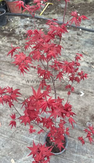  Acer palmatum 'Deshojo'