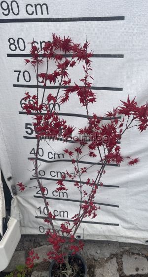  Acer palmatum 'Deshojo'