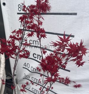  Acer palmatum 'Deshojo'