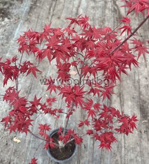  Acer palmatum 'Deshojo'