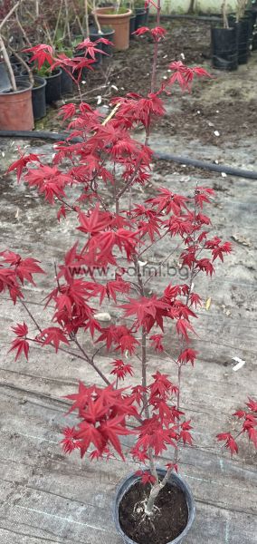  Acer palmatum 'Deshojo'