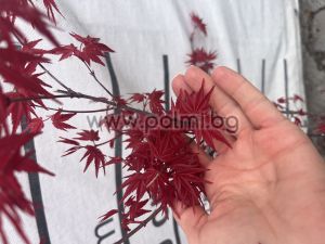  Acer palmatum 'Deshojo'