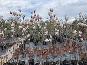 Листопадна Магнолия Purpurea