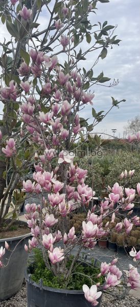 Magnolia soulangeana Purpurea