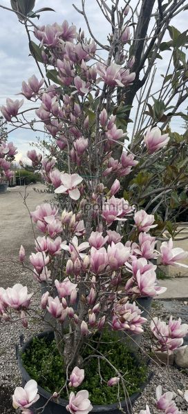 Magnolia soulangeana Purpurea