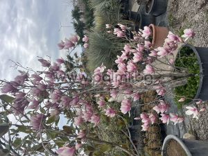 Magnolia soulangeana Purpurea