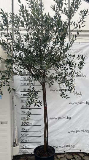 Selected coldhardy olive variety Leccino