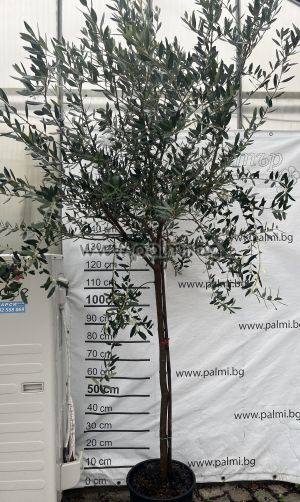 Selected coldhardy olive variety Leccino