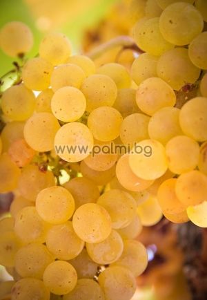 White table grape Aphrodite