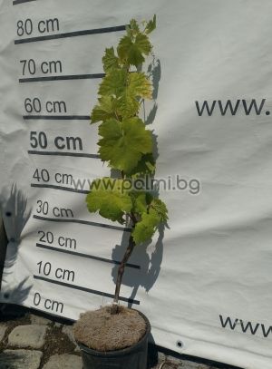 White table grape Aphrodite