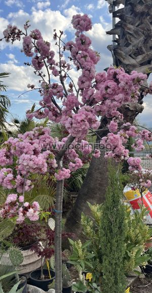 Плачеща японска вишна Kanzan 