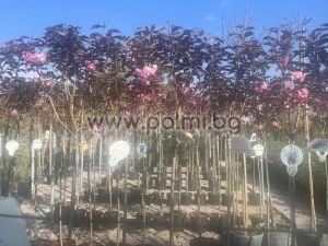 Japanese Cherry with red leaves 'Royal Burgundy'