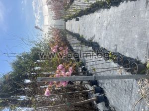 Japanische Nelkenkirsche