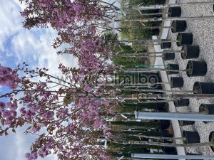 Японска вишна 'Kanzan'