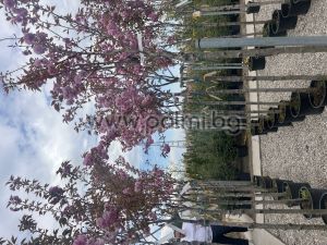 Японска вишна 'Kanzan'