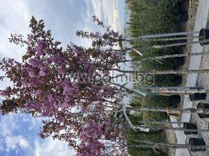 Японска вишна 'Kanzan'