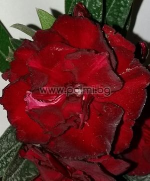 Олеандър, кърваво червен, кичест, сорт 'Rubis'