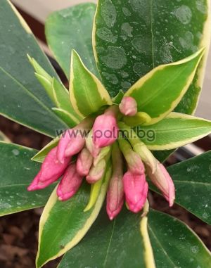 Winter Daphne, Daphne  Pink fragrance '
