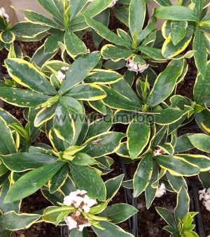 Winter Daphne, Daphne  Pink fragrance '