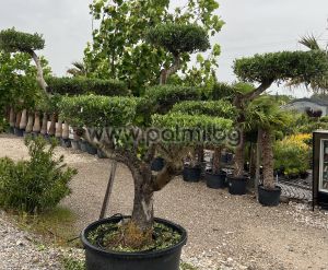 Olea europaea-Bonsai