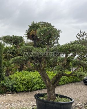 Olea europaea-Bonsai