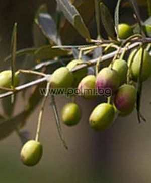 Olea europaea Elit-5  Ausgewählte winterharte Olivensorte Elit-5 von Botanischem Garten - Plovdiv, Bulgarien