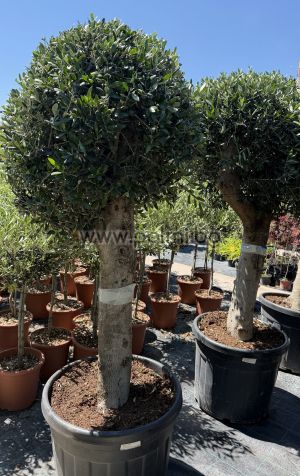 Olea europaea-Bonsai