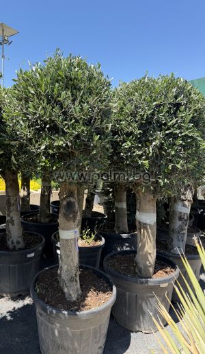 Olea europaea-Bonsai