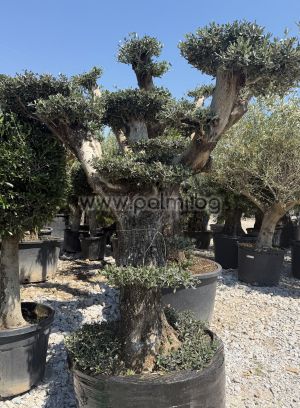 Olea europaea-Bonsai
