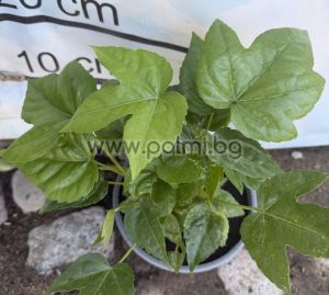 Japanese Aralia var. 'Moseri' M