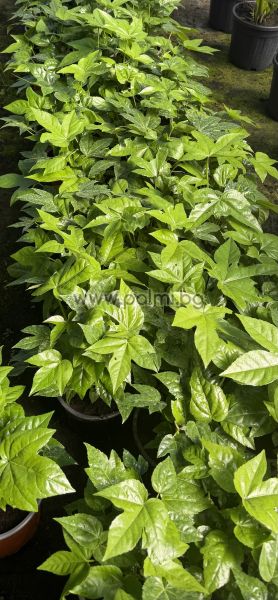 Japanese Aralia var. 'Moseri' M