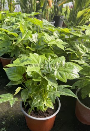 Japanese Aralia var. 'Moseri' M