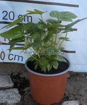 Japanese Aralia var. 'Moseri' M